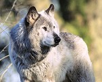 Siberian wolfe