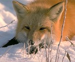 Baikal Red Fox