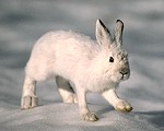 Baikal Hare