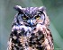 Baikal owl