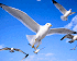 Baikal seagulls
