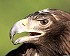 Baikal eagle