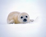 Pup seal