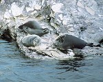Baiakl seal on the rocks